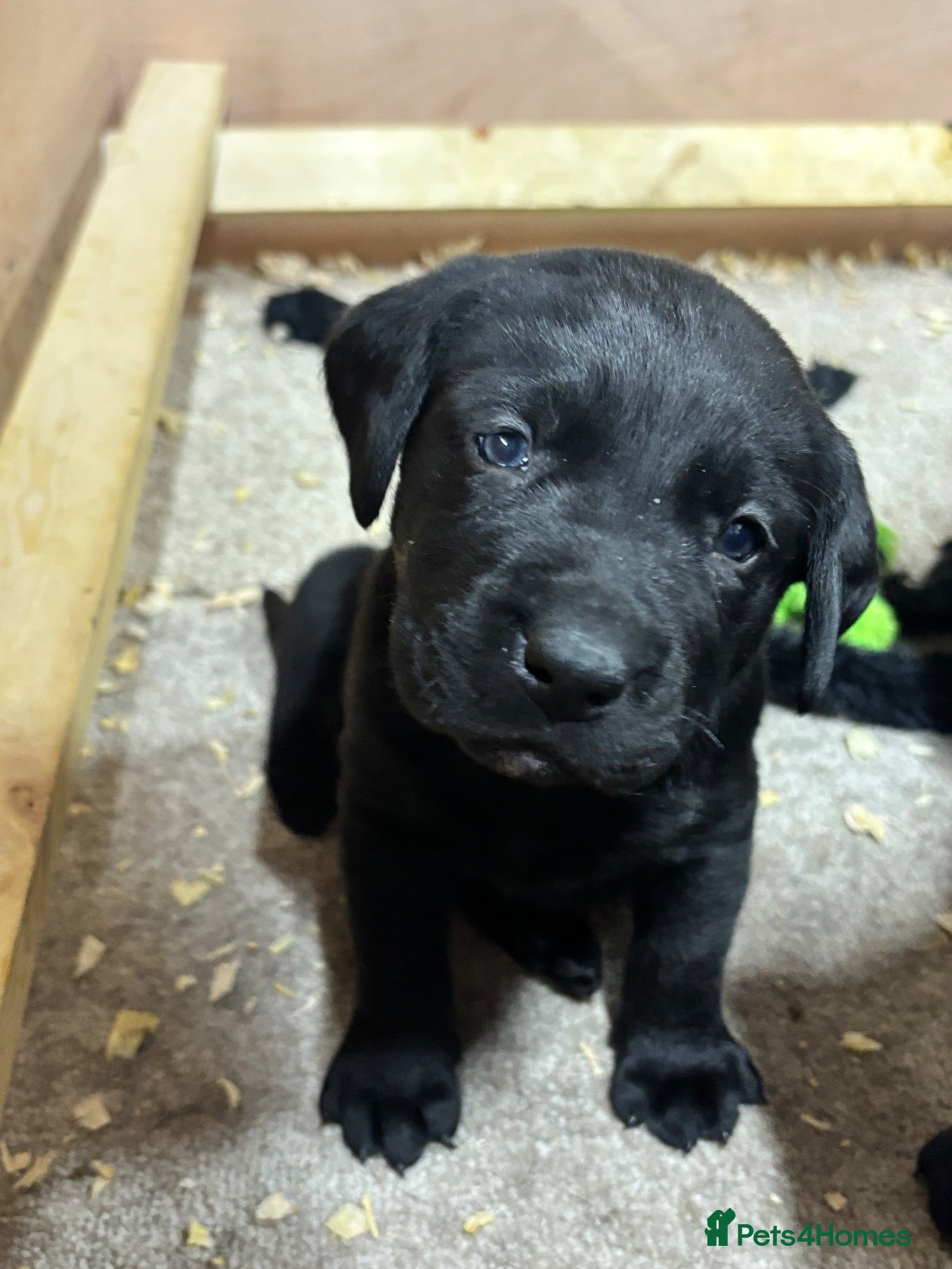 Labrador Retriever dogs Beautiful black lab puppies from strong kc lines - Advert 6