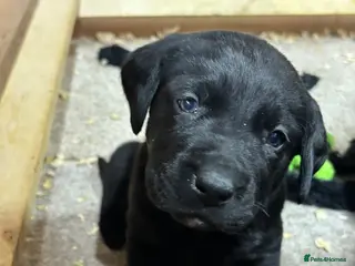 Labrador Retriever dogs Beautiful black lab puppies from strong kc lines - Advert 6