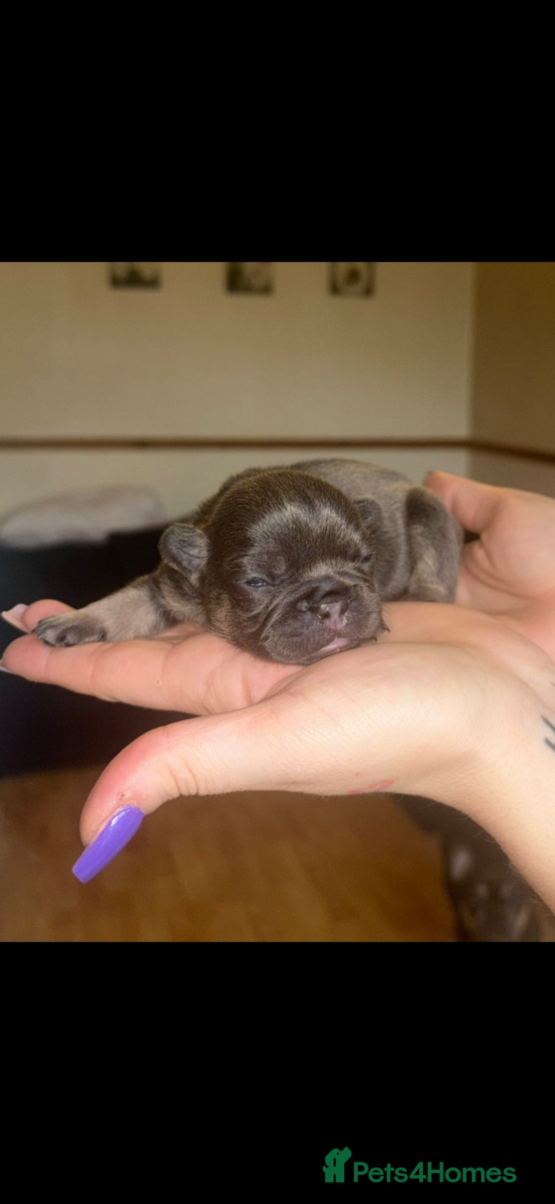 French Bulldog dogs for sale: Frenchie 🐾🐾 last little girl  - Advert 14