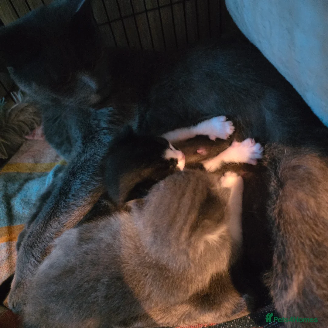 Russian Blue cats for sale: Mixed Russian blue kittens - Advert 7
