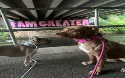 American Bull Staffy dogs for sale: Loving female for adoption  - Advert 6