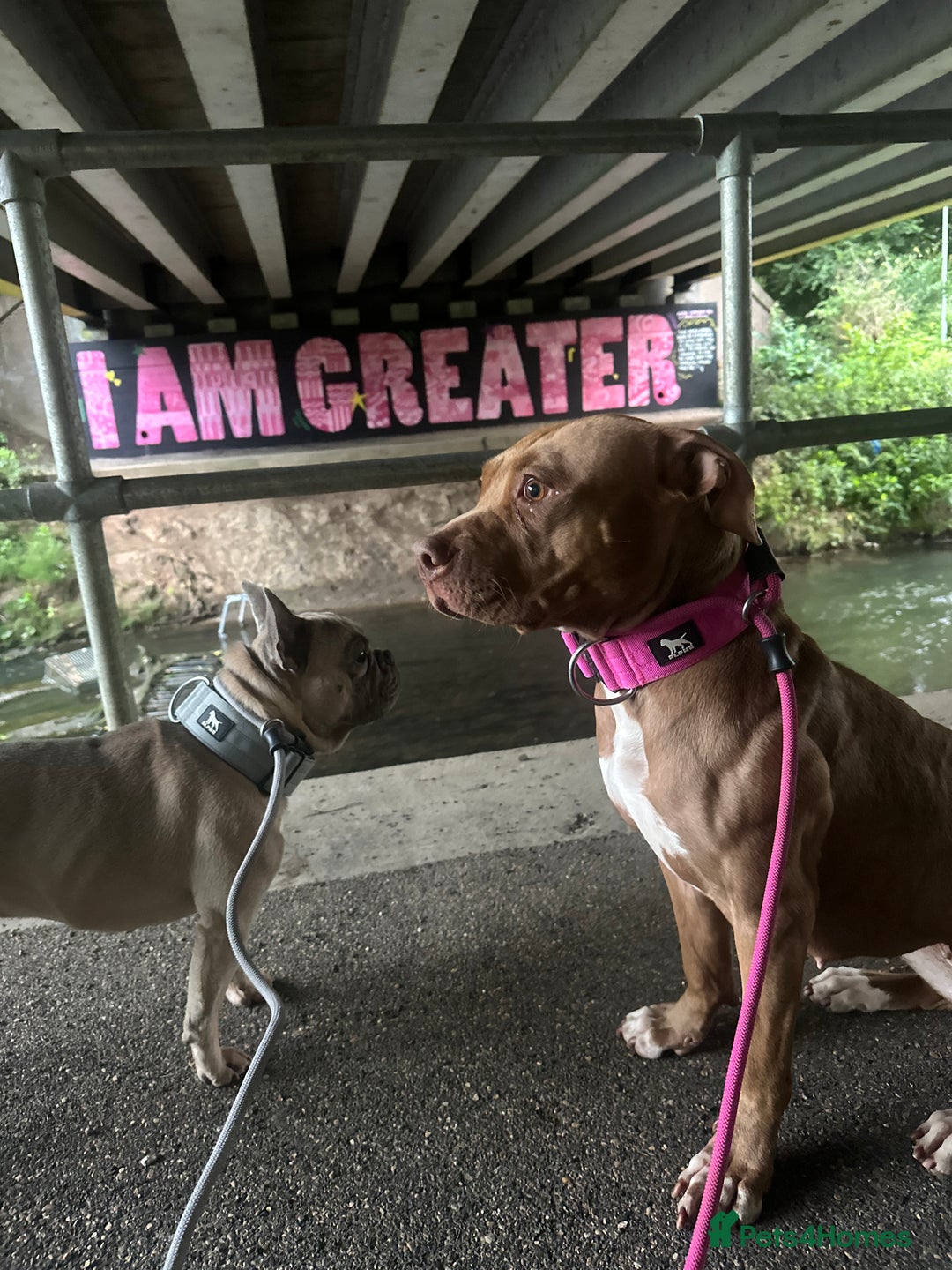 American Bull Staffy dogs for sale: Loving female for adoption  - Advert 6