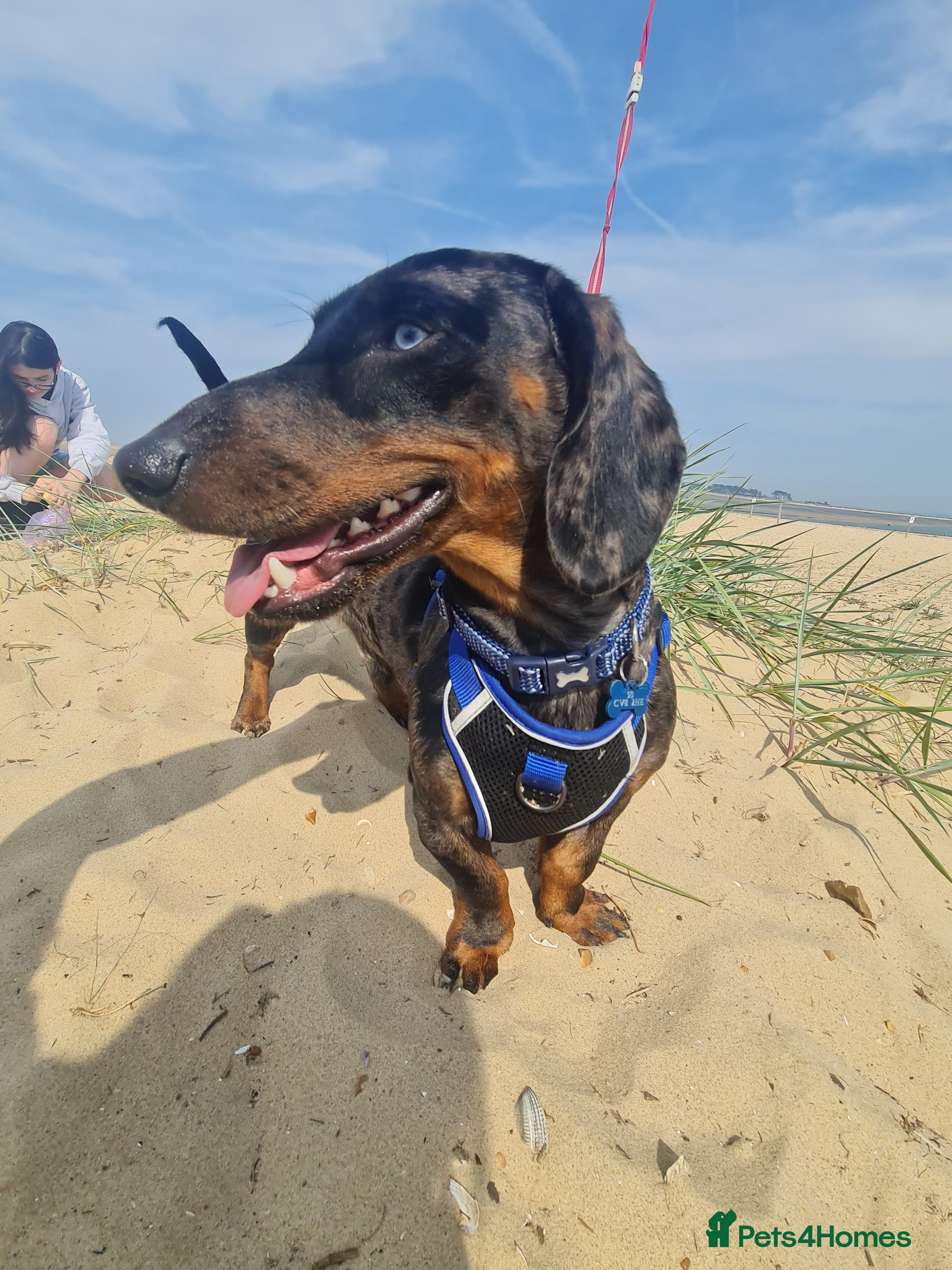 Dachshund dogs Stunning male in Kenilworth - Advert 2