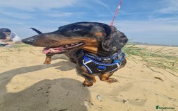 Dachshund dogs for stud: Stunning male in Kenilworth - Image 1