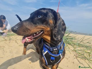 Dachshund dogs Stunning male in Kenilworth - Advert 7