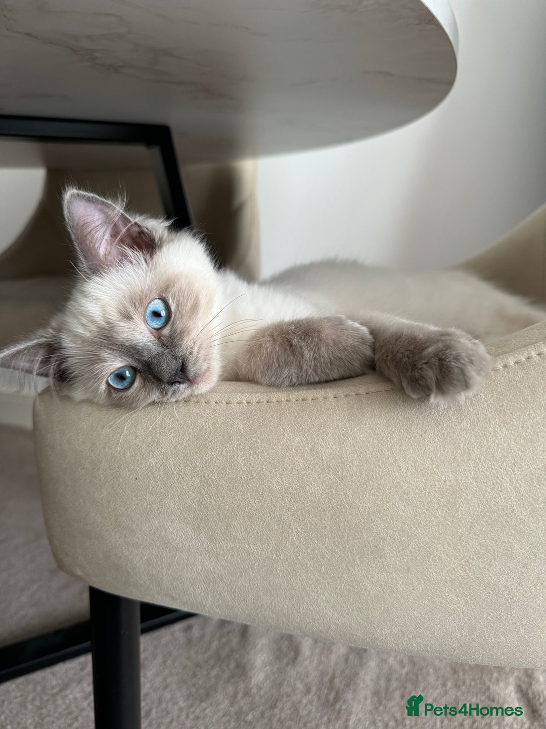 Ragdoll cats for sale: Blue point Ragdoll kitten 12 weeks old - Image 2