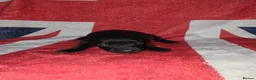 Mixed Breed dogs for sale: Patterdale lakeland boarder x patterdale in Stoke-on-Trent - Advert 3