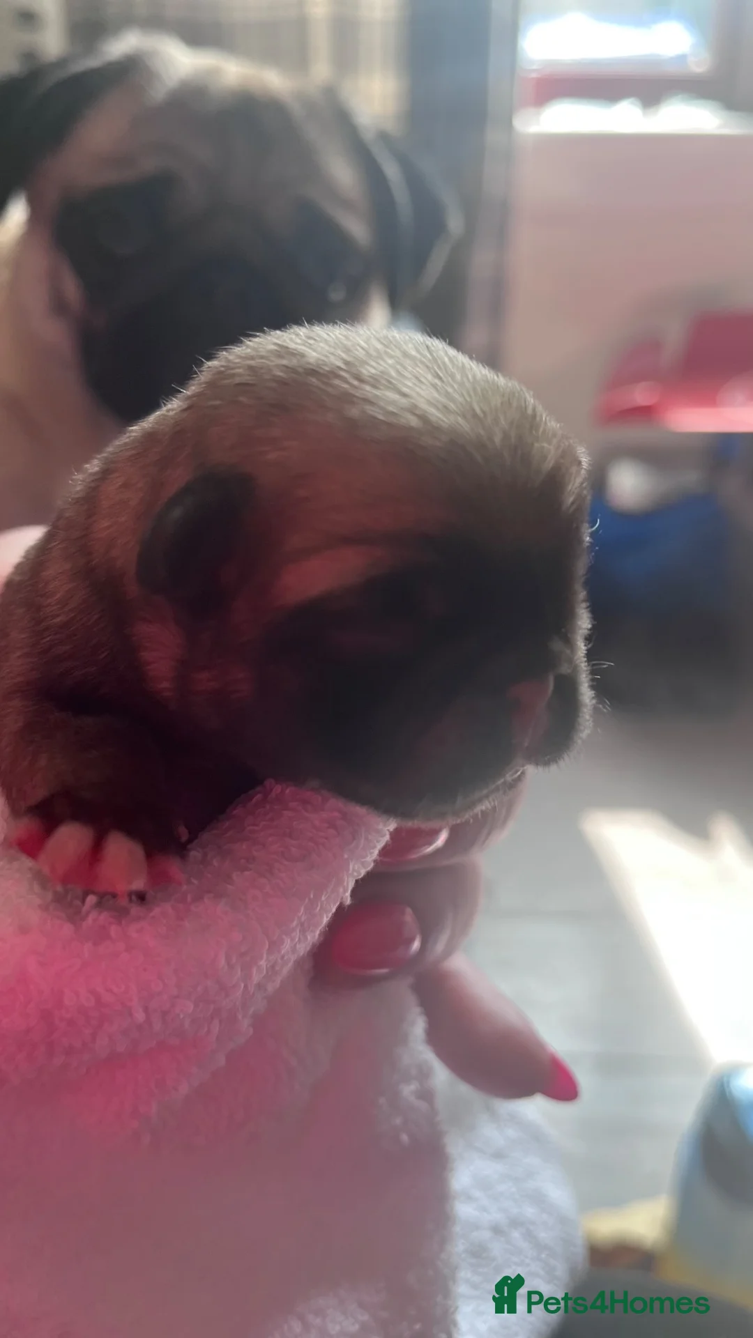 Pug dogs for sale: Beautiful KC registered pug puppies - Advert 6
