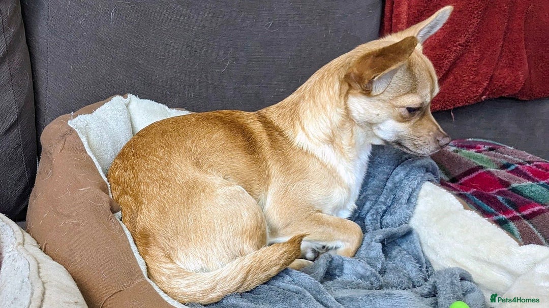 Chihuahua dogs for sale: 2 beautiful chihuahuas - Advert 19