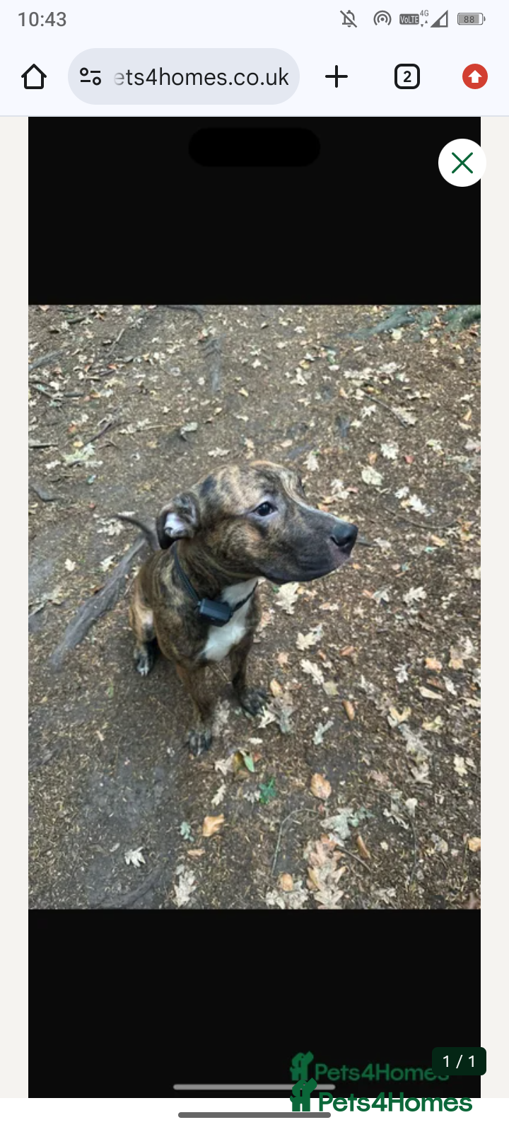 Mixed Breed dogs His name is loki - Advert 3