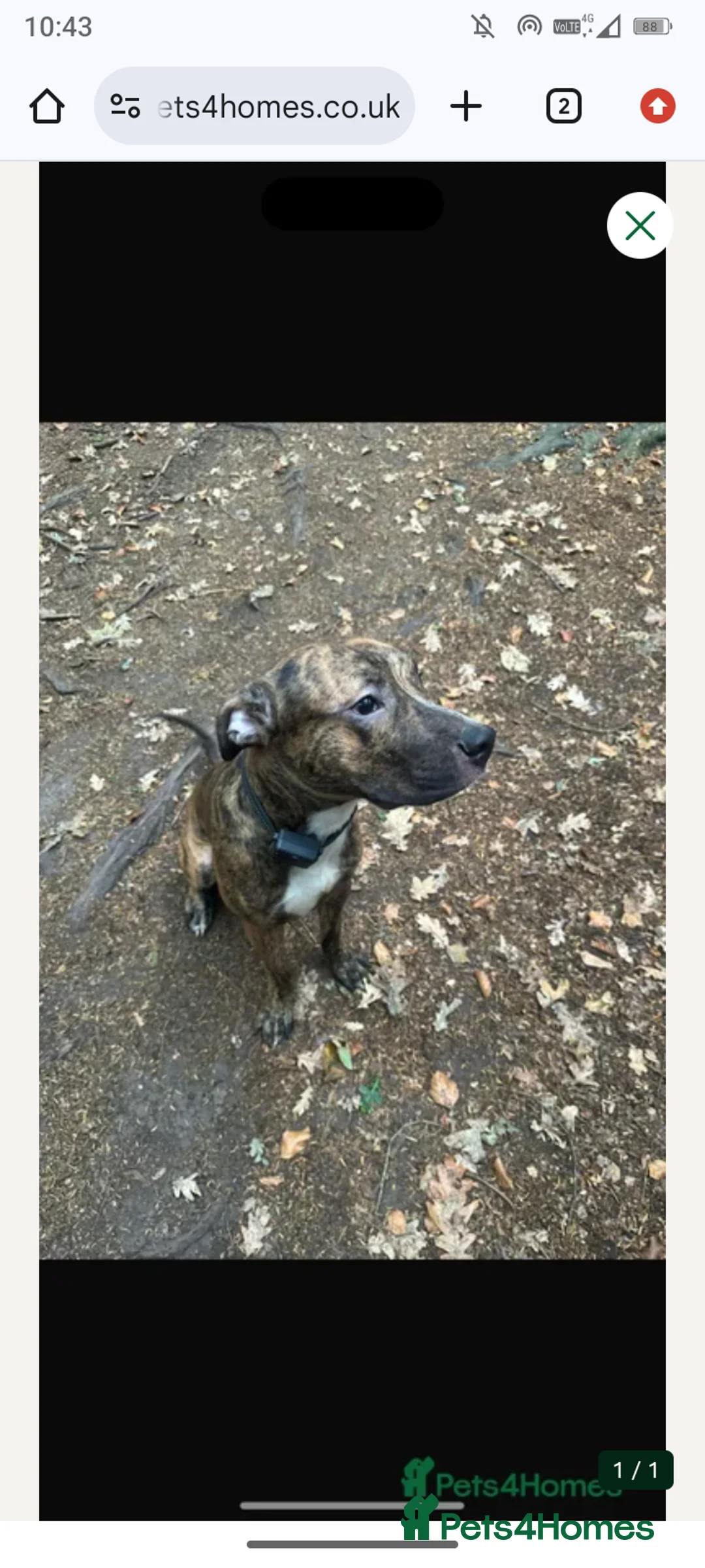 Mixed Breed dogs for sale: His name is loki - Advert 1