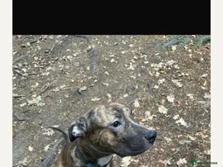 Mixed Breed dogs His name is loki - Advert 3