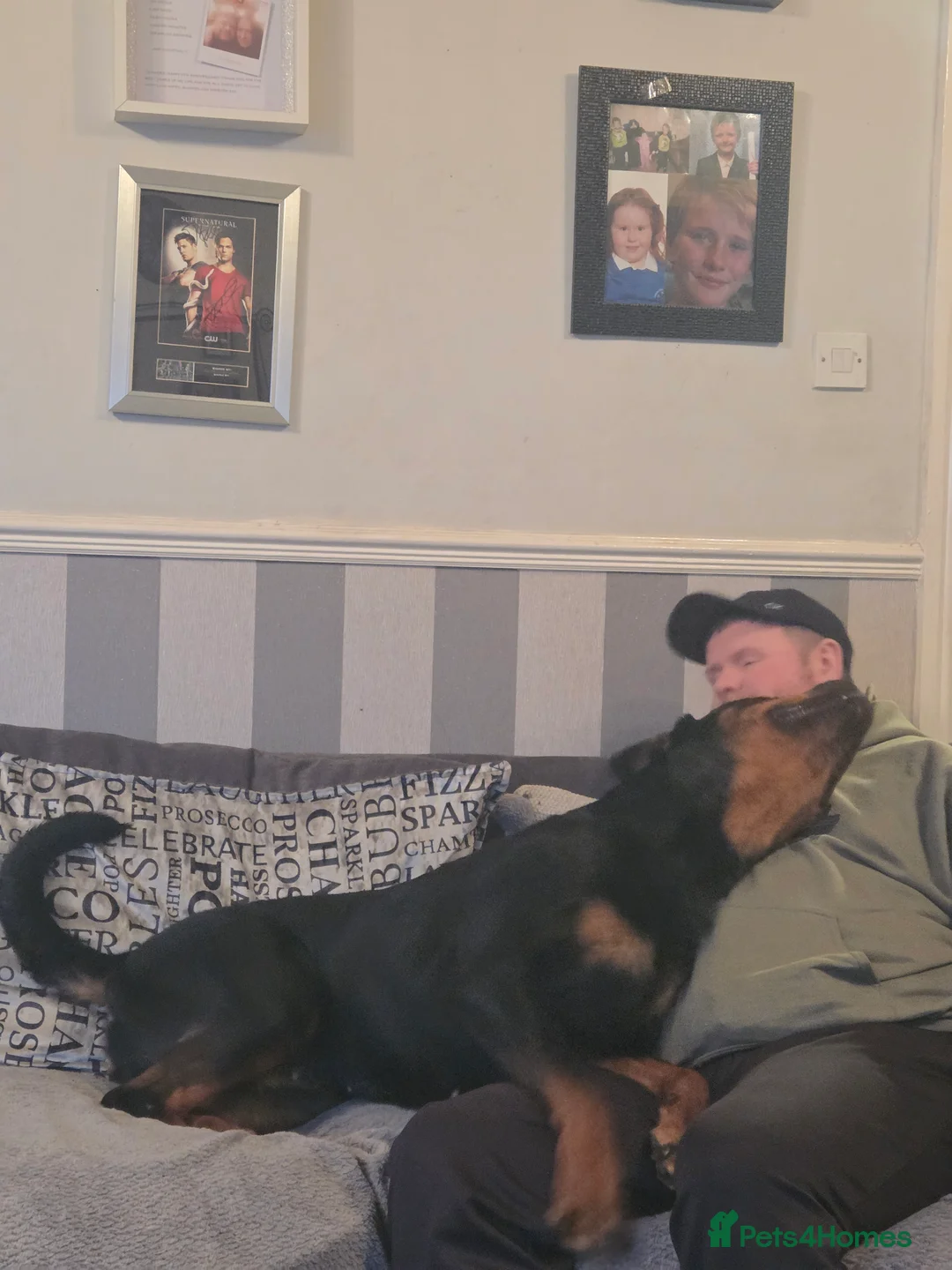 Rottweiler dogs for sale: Stunning ruby  - Advert 10