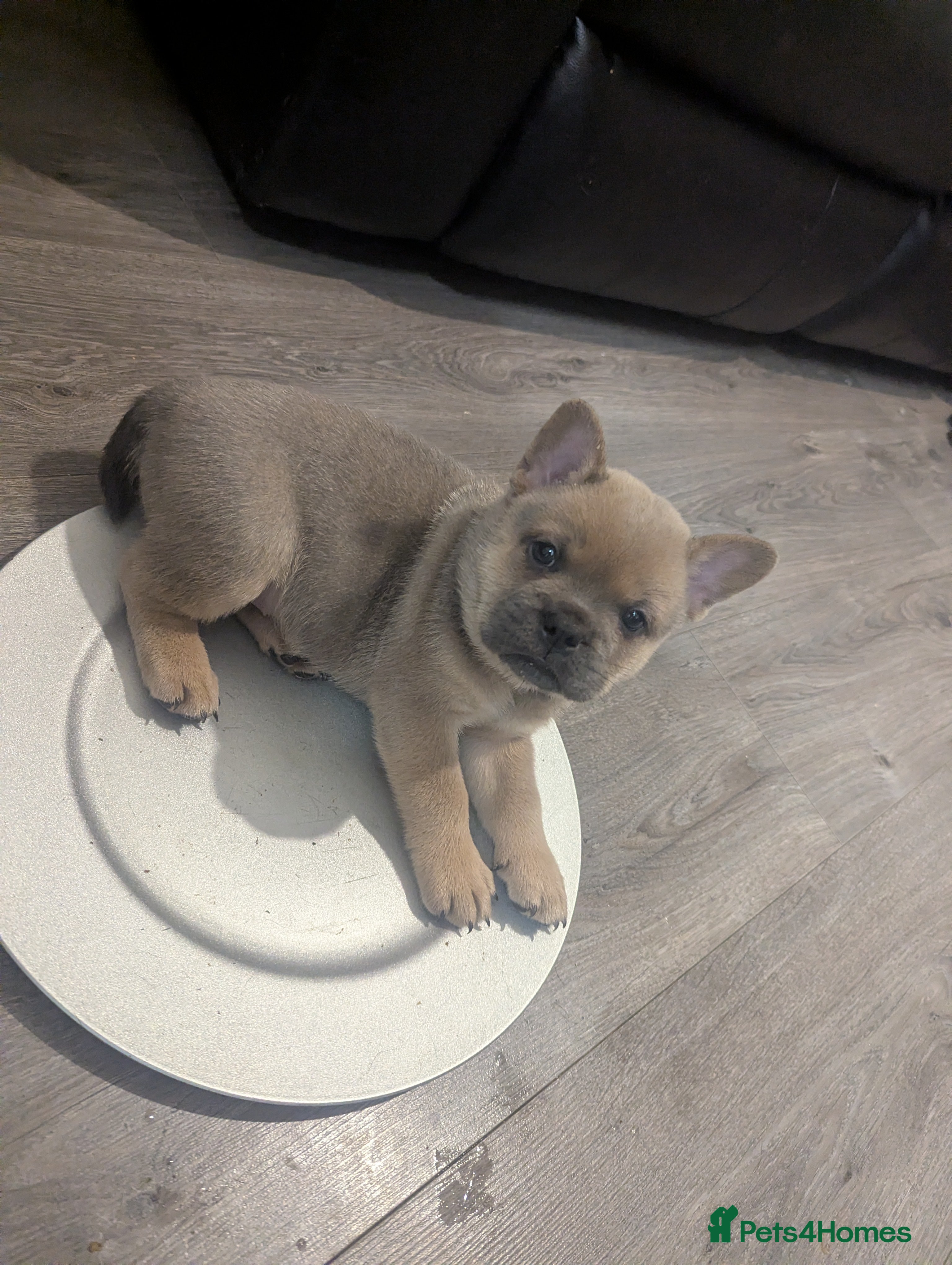 Mixed Breed dogs 4 adorable Frow Frow girls left. - Advert 9