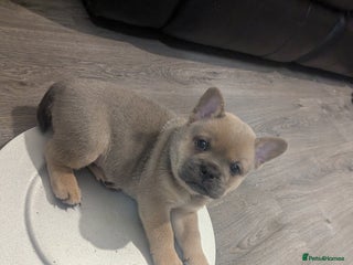 Mixed Breed dogs 4 adorable Frow Frow girls left. - Advert 9