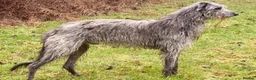 Deerhound dogs for stud: Pedigree Scottish Deerhound stud - Advert 11