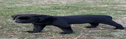 Labrador Retriever dogs for sale: Puppys For Forever Homes - Advert 7