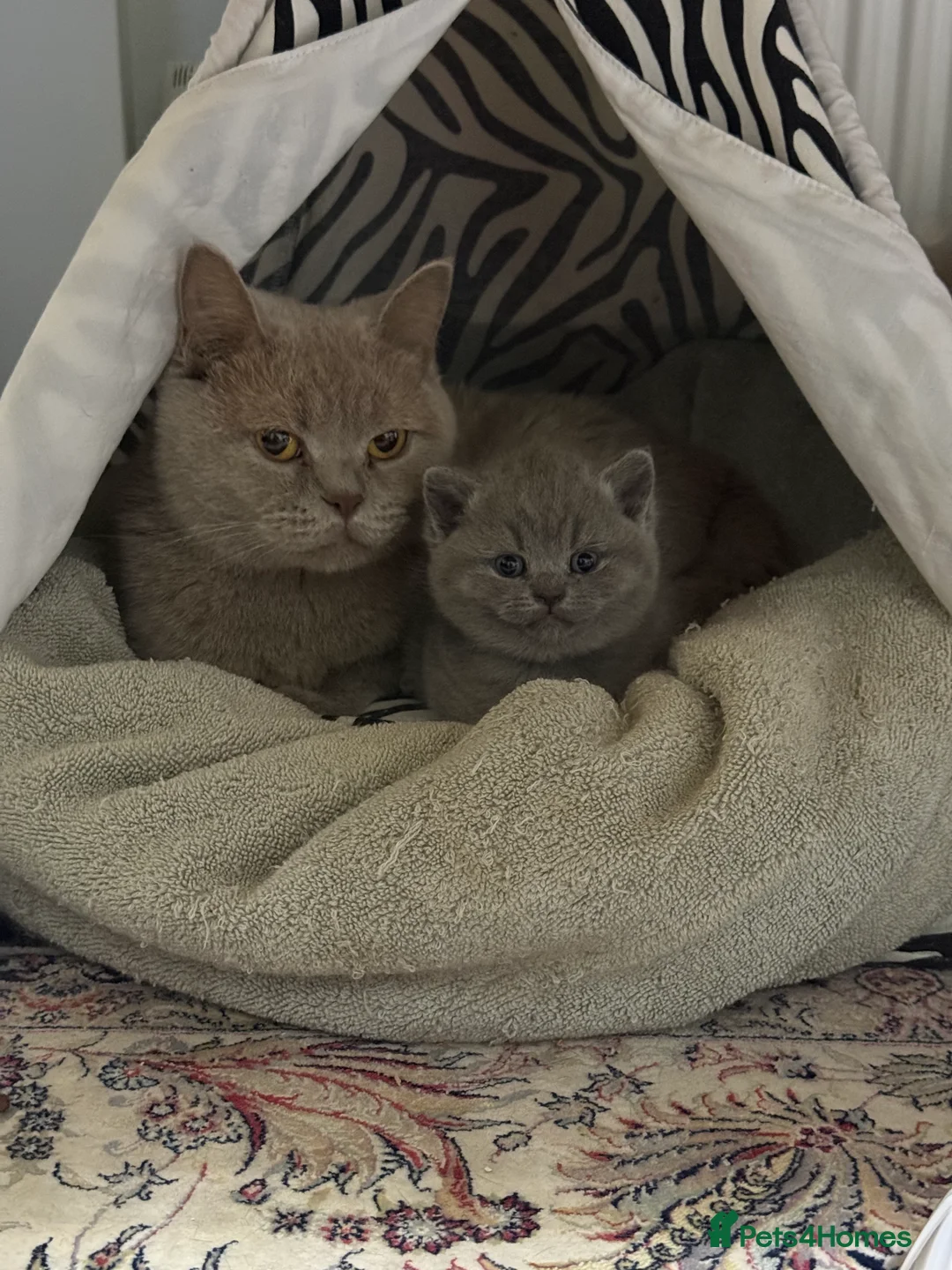 British Shorthair cats for sale: BSH kittens  - Advert 11