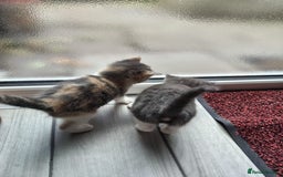 Mixed Breed cats for sale: 4 Mixed Breed Kittens  - Image 14