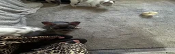 French Bulldog dogs for sale: beautiful french bull dog puppies - Advert 23