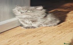 British Longhair cats for sale: Gorgeous Blue British longhair kittens - Image 7