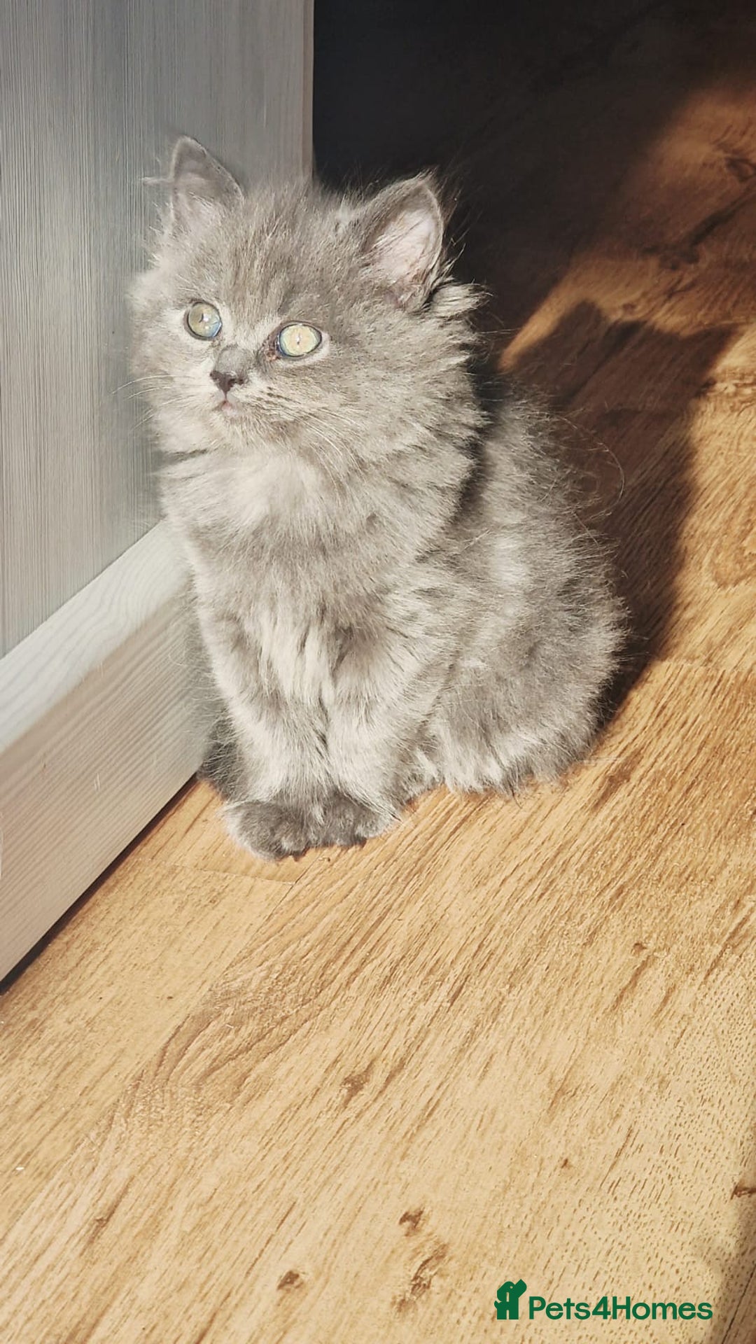 British Longhair cats for sale: Gorgeous Blue British longhair kittens - Image 7