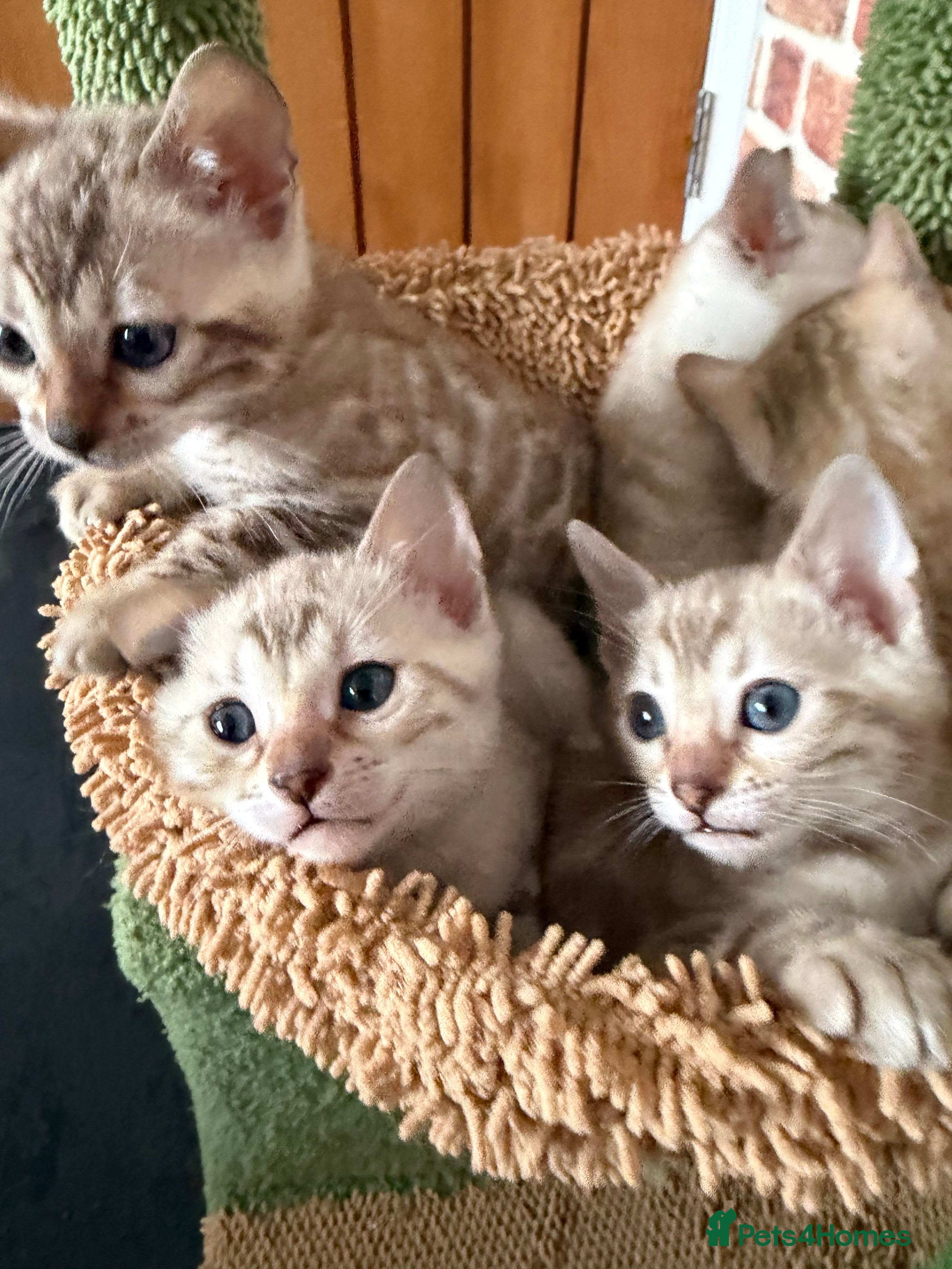 Bengal cats Pure Snow Bengal Kittens, Ready Today!  - Advert 10