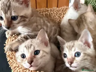 Bengal cats Pure Snow Bengal Kittens, Ready Today! - Advert 10