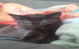 Ragdoll cats for sale: Ragdoll x Norwegian Forest x DHC - Image 8