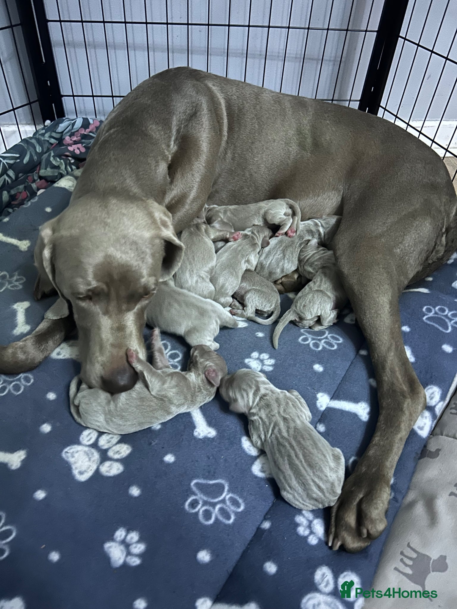 Weimaraner dogs Silver Weimaraner puppies for sale  - Advert 1
