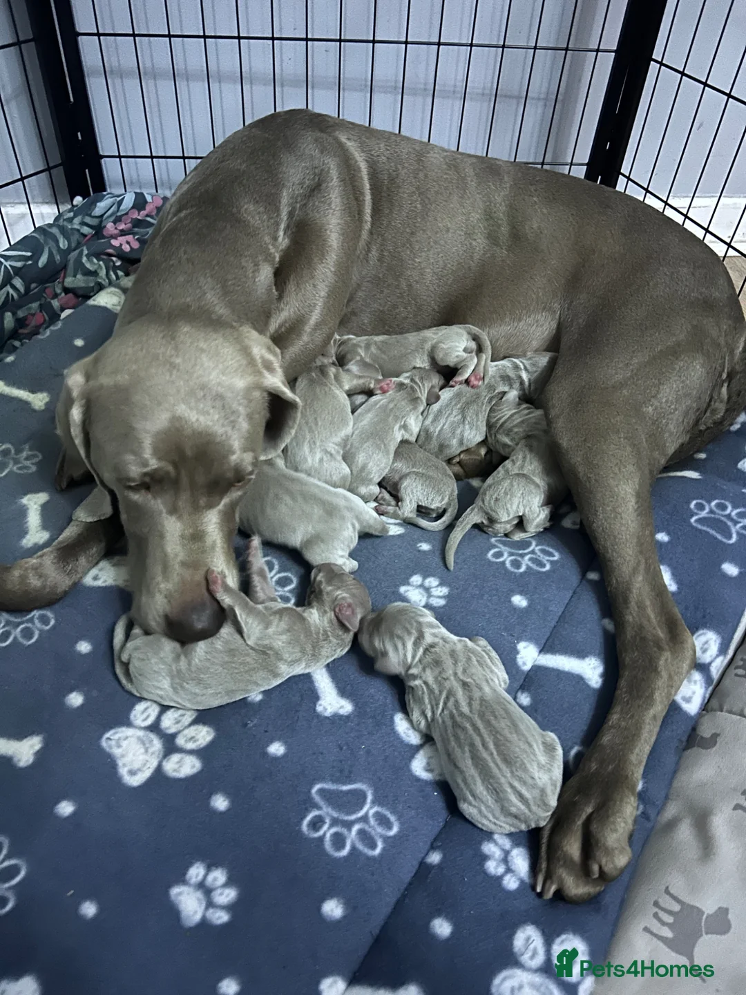 Weimaraner dogs for sale: Silver Weimaraner puppies for sale  - Advert 1