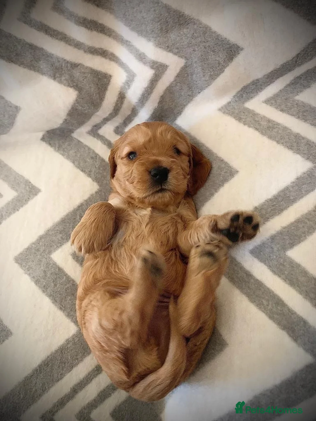 Cocker Spaniel dogs for stud: Cocker Spaniel For Stud in Liverpool - Advert 13