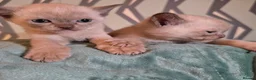 Burmese cats for sale: Outstanding Pedigree Burmese Kittens,Vet checked - Advert 30