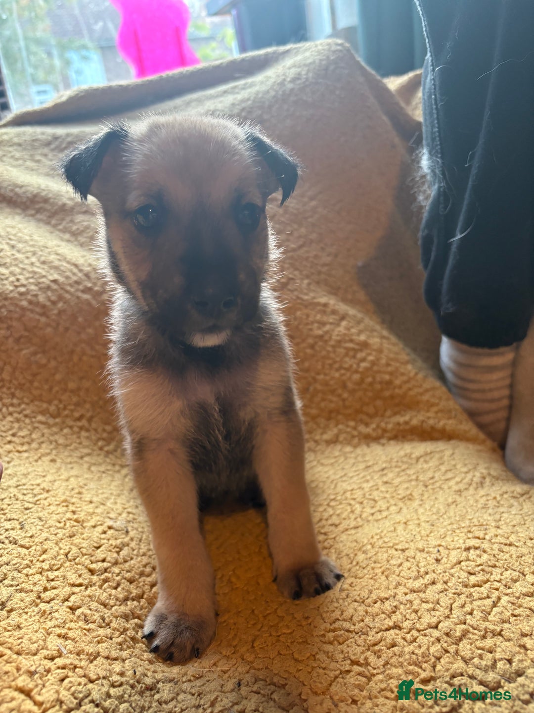 Mixed Breed dogs for sale: German Shepherd cross puppies - Image 8