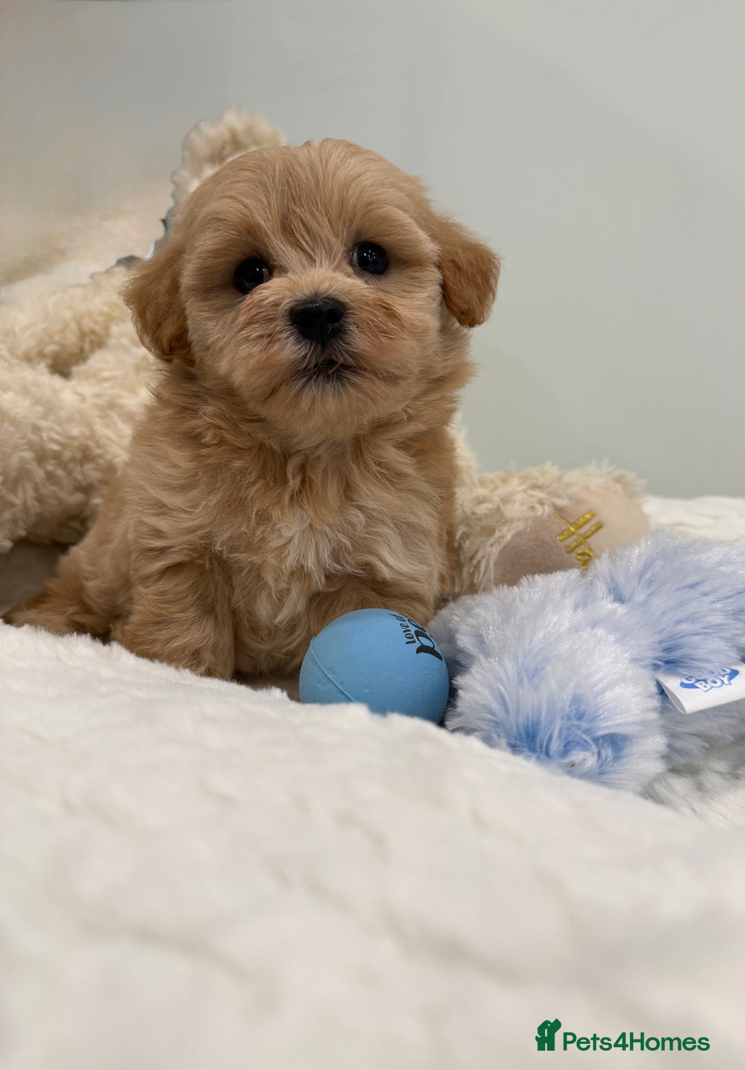 Maltipoo dogs for sale: 7, F1,  From fully DNA & HEALTH CLEAR BOTH PARENTS - Image 3