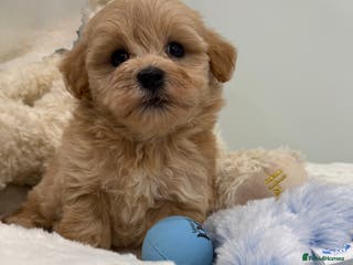 Maltipoo dogs Wait list open DNA & HEALTH CLEAR BOTH PARENTS - Advert 4