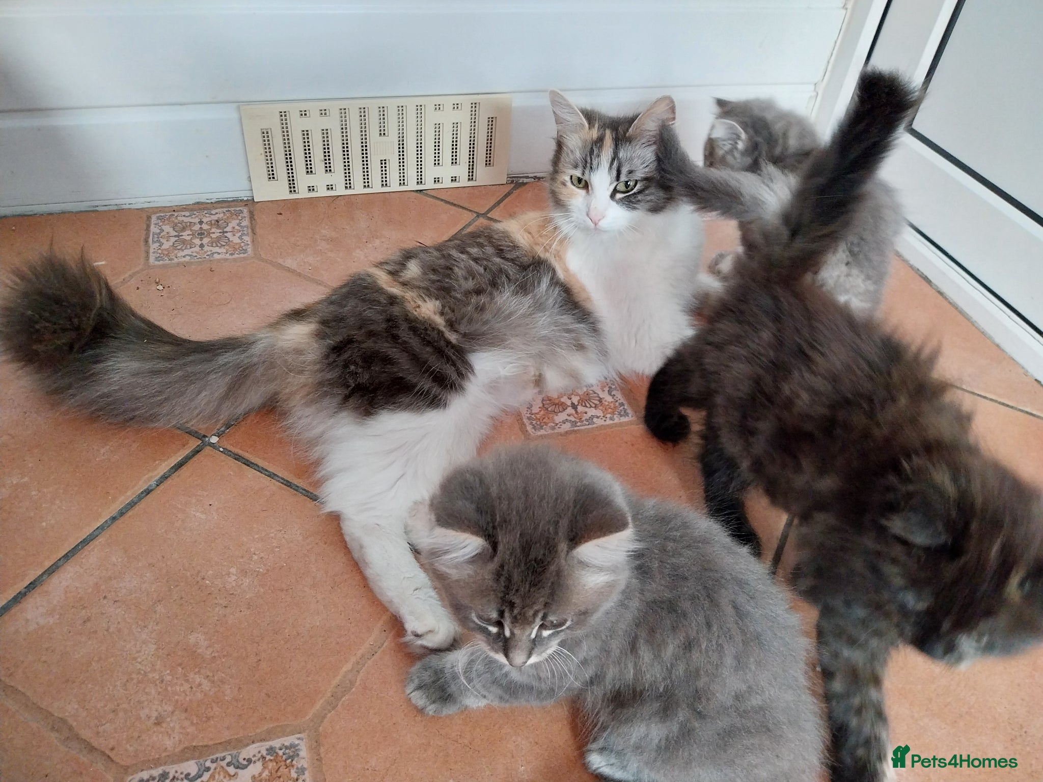 Mixed Breed cats for sale: Beautiful kittens looking for home  in Derby - Advert 8