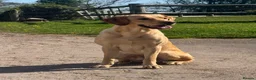 Labrador Retriever dogs for stud: Working Labrador stud  - Advert 4