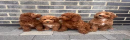 Cockapoo dogs for sale: GORGEOUS RED COCKAPOO PUPPYS 2GIRL 2BOYS READY NOW - Advert 2