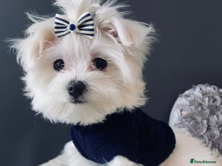 Maltese dogs ✨ Outstanding KC korean Maltese Puppies ✨ - Advert 3