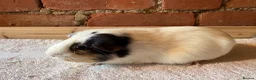 Guinea Pig rodents for sale: Guinea pig sows available  - Advert 4