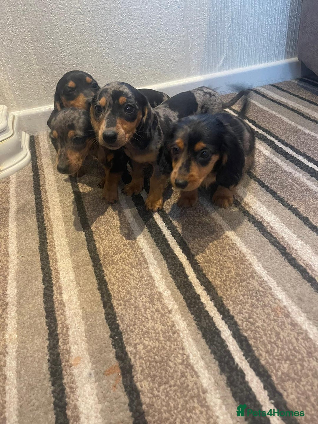 Dachshund dogs for sale: Stunning dachshund puppies for sale males  - Image 1