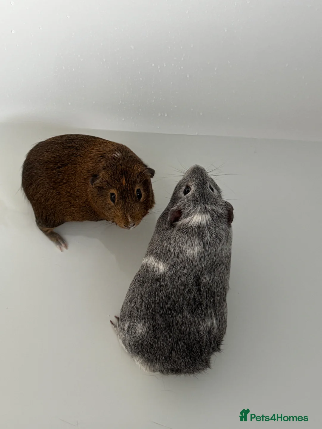 Guinea Pig rodents for sale: 2 male guinea pigs - Advert 2