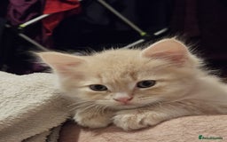 Mixed Breed cats for sale: Fluffy Cream BSH Mixed Breed Male Kitten - Image 2