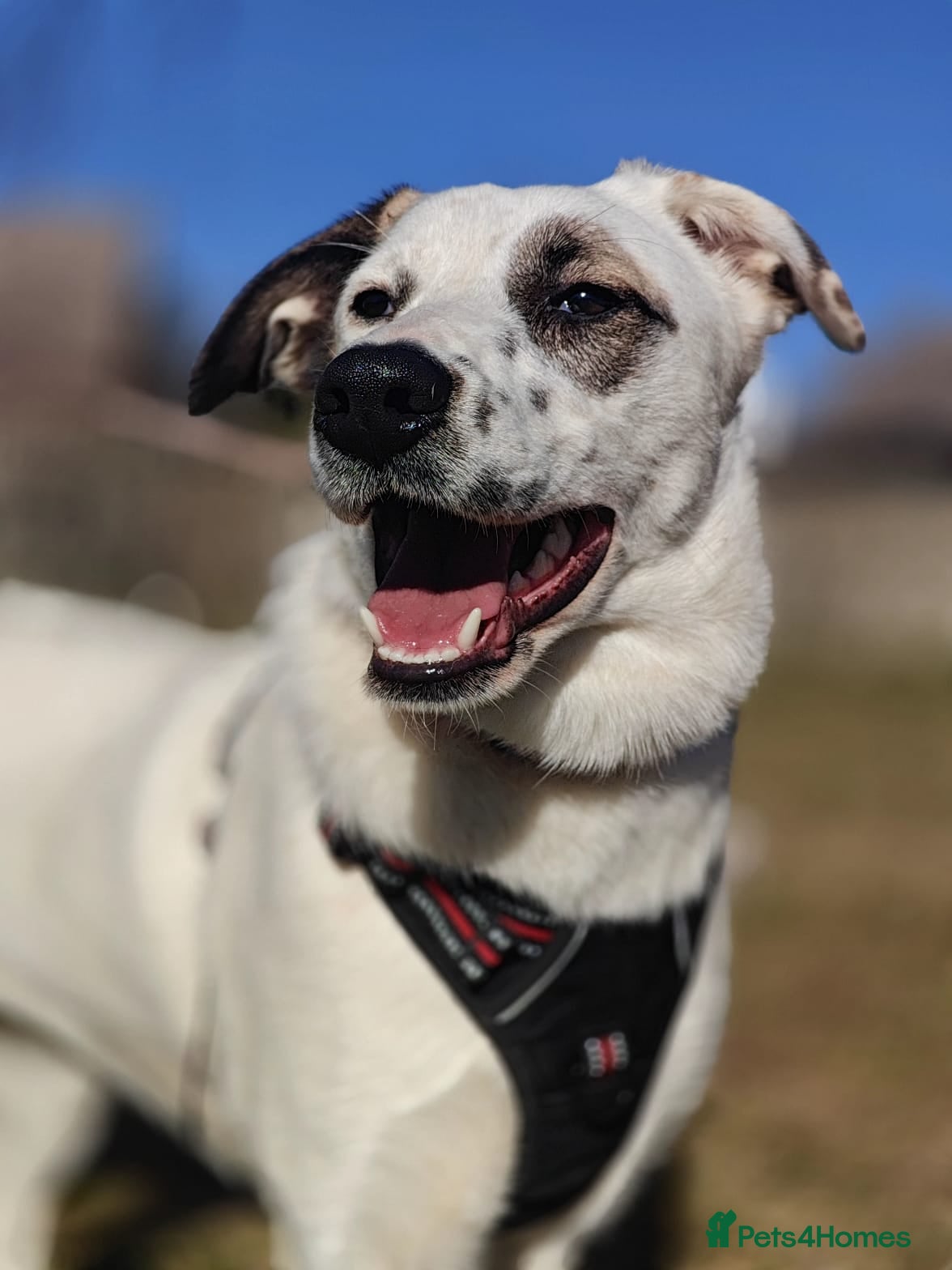 Mixed Breed dogs ❤️PLIAMKA❤️9-month-old loving and playful girl in Folkestone - Advert 6