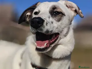 Mixed Breed dogs ❤️PLIAMKA❤️9-month-old loving and playful girl in Folkestone - Advert 6