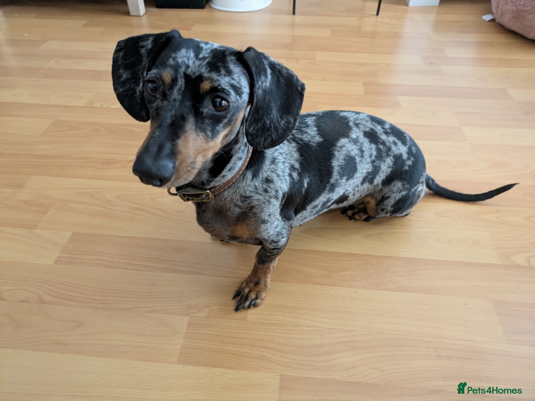 Miniature Dachshund dogs Looking for stud dog - Advert 1