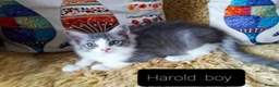 Mixed Breed cats for sale: Maine Coon X Ragdoll (Ragcoon) kittens - Advert 5