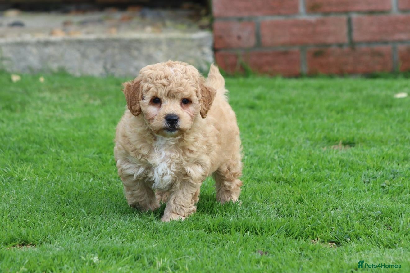 Poochon dogs for sale: Beautiful Poochon puppy for sale FULLY VACCINATED - Advert 1