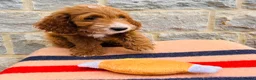 Cockapoo dogs for sale: 🧡💛 ADORABLE F1B COCKAPOO PUPPIES 💛🧡 - Advert 12